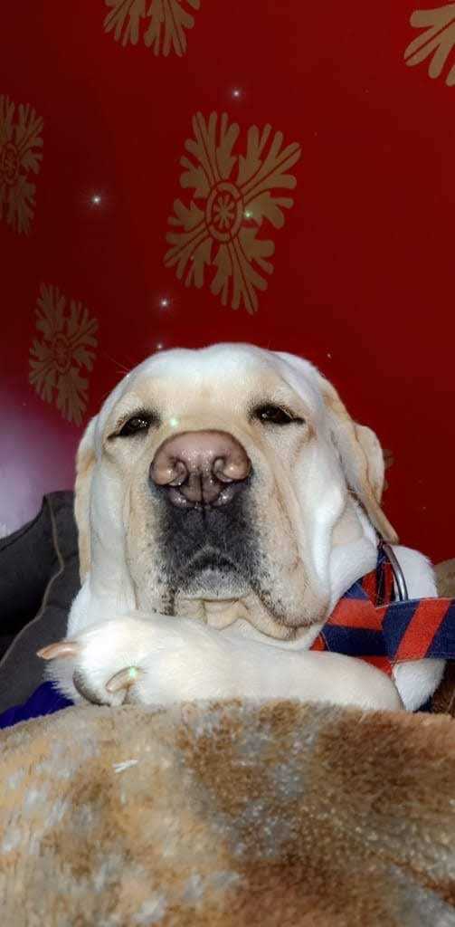 Labrador Retriever Dogs For Mating In Delhi