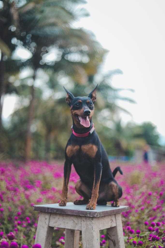 Miniature Pinscher For Sale In Chennai