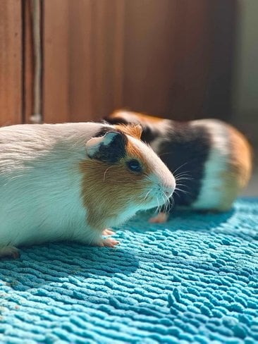 Guinea Pigs For Adoption In Nasik