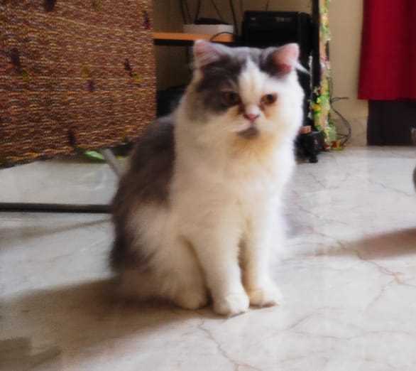 Persian Dogs For Mating In Chennai