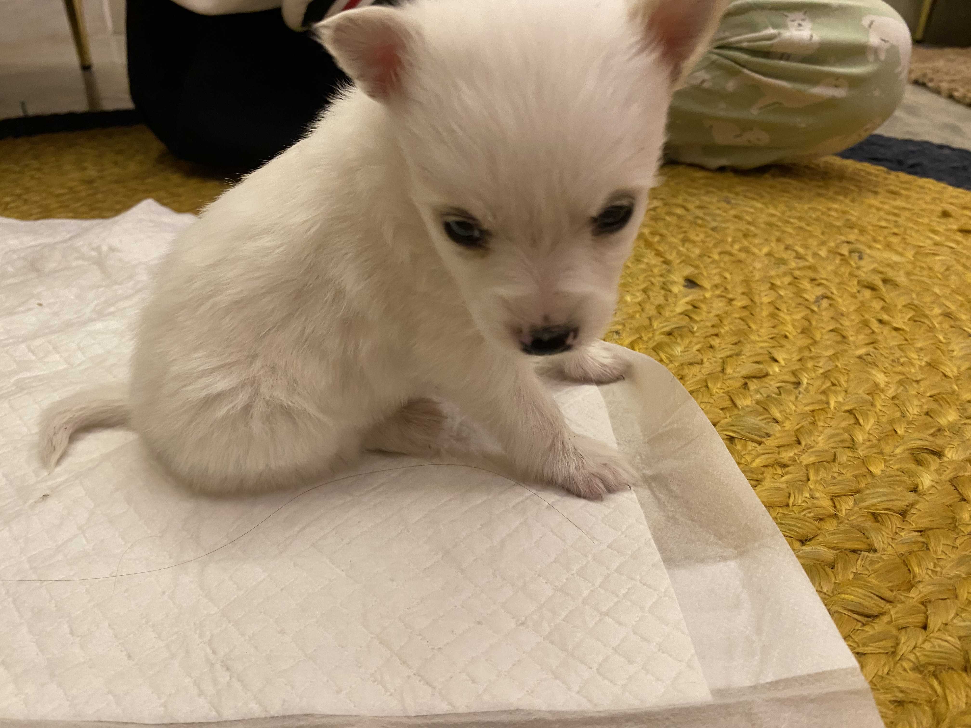 Pomeranian For Sale In Gurgaon