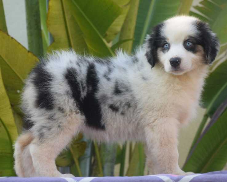 Australian Shepherd For Sale In Bangalore