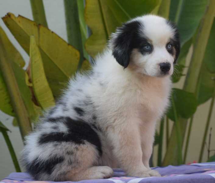 Australian Shepherd For Sale In Bangalore