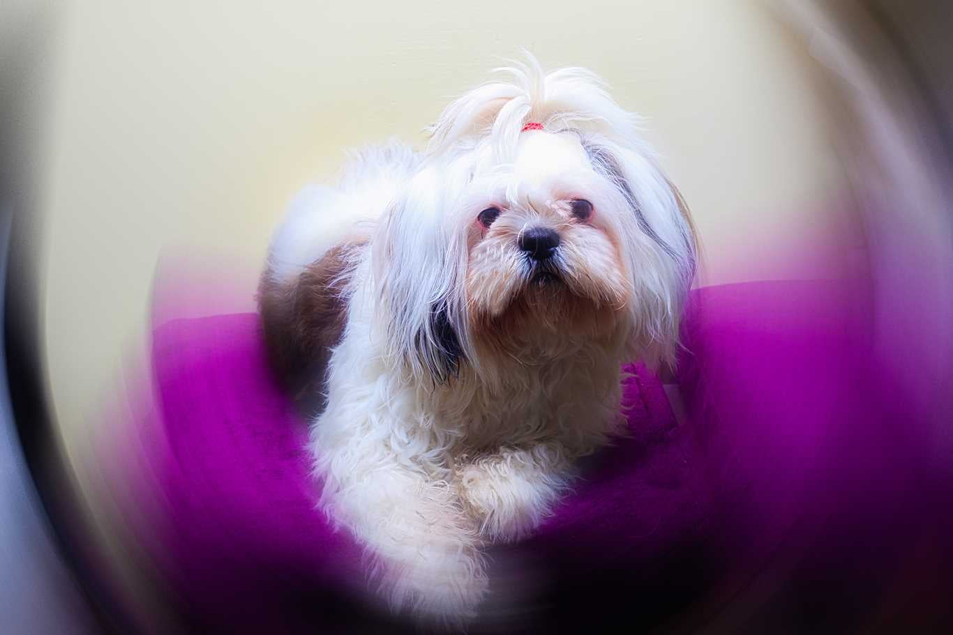 Shih Tzu Dogs For Mating In Pune