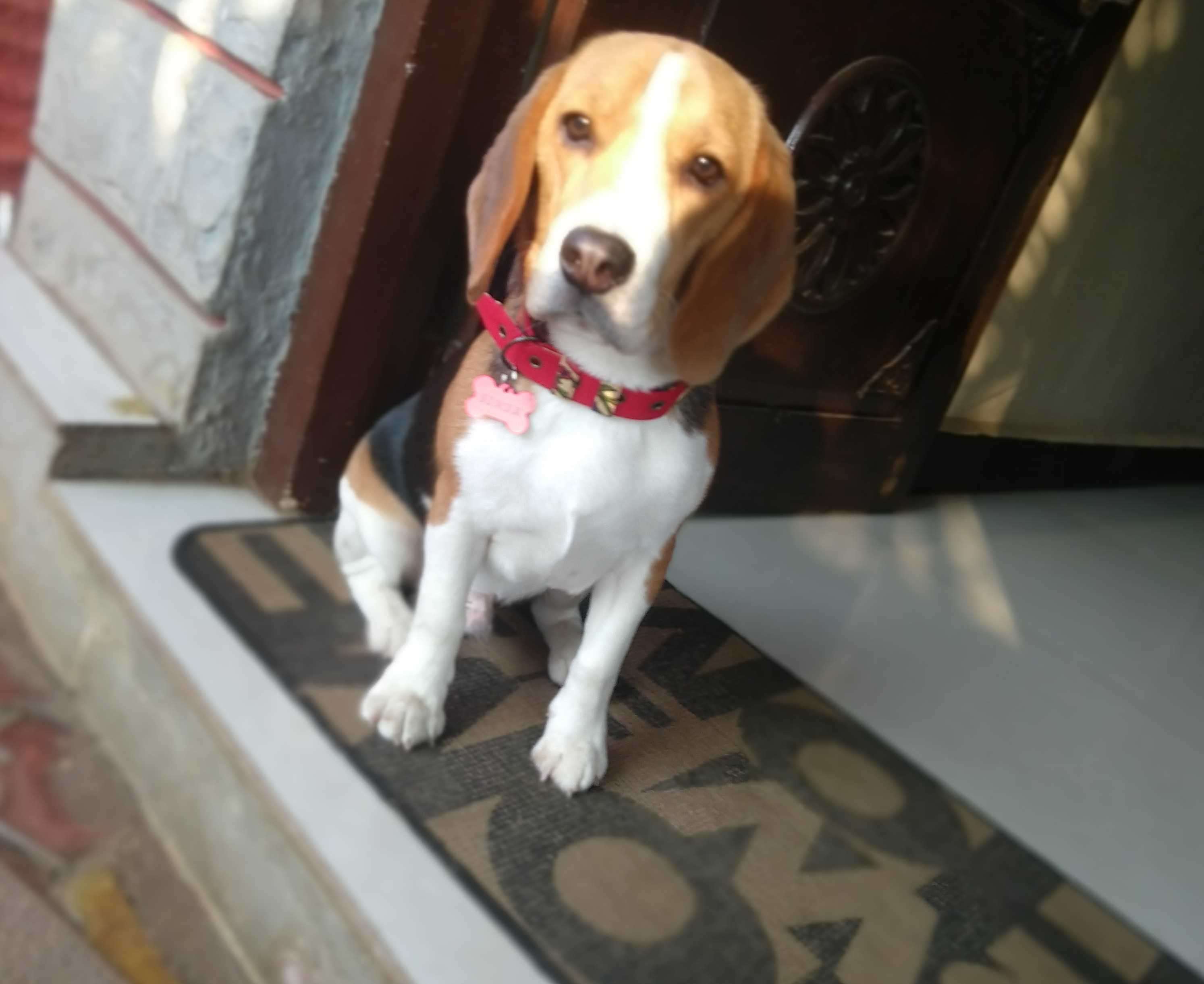 Beagle For Adoption In Kolhapur