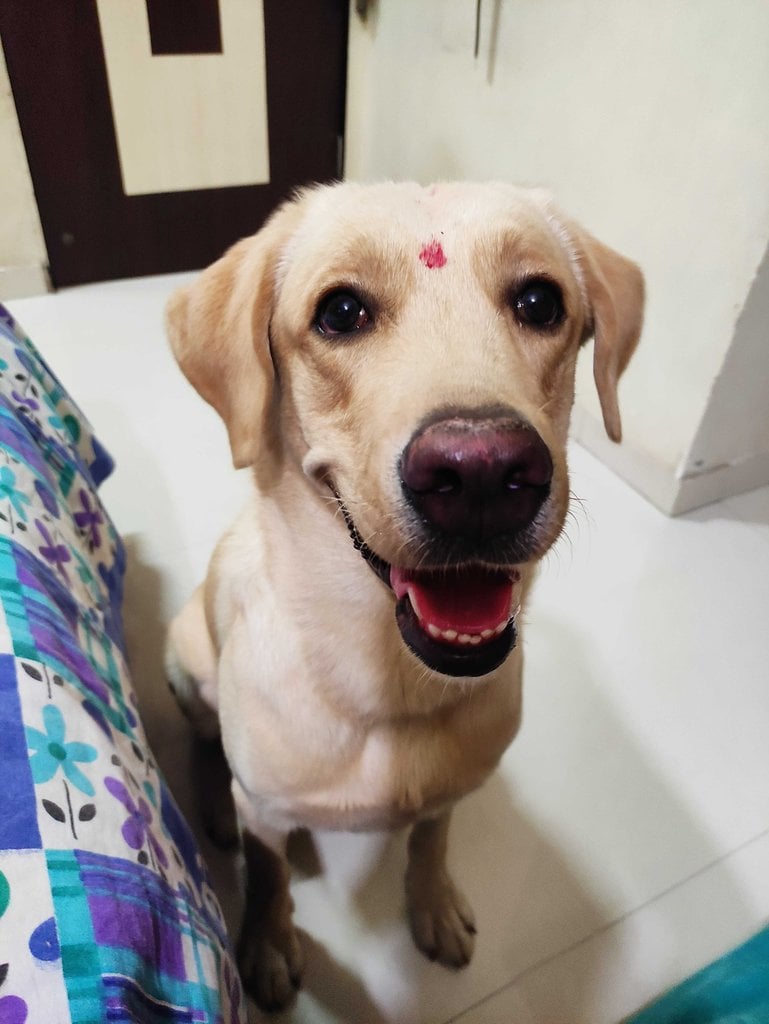 Labrador Retriever Dogs For Mating In Mumbai