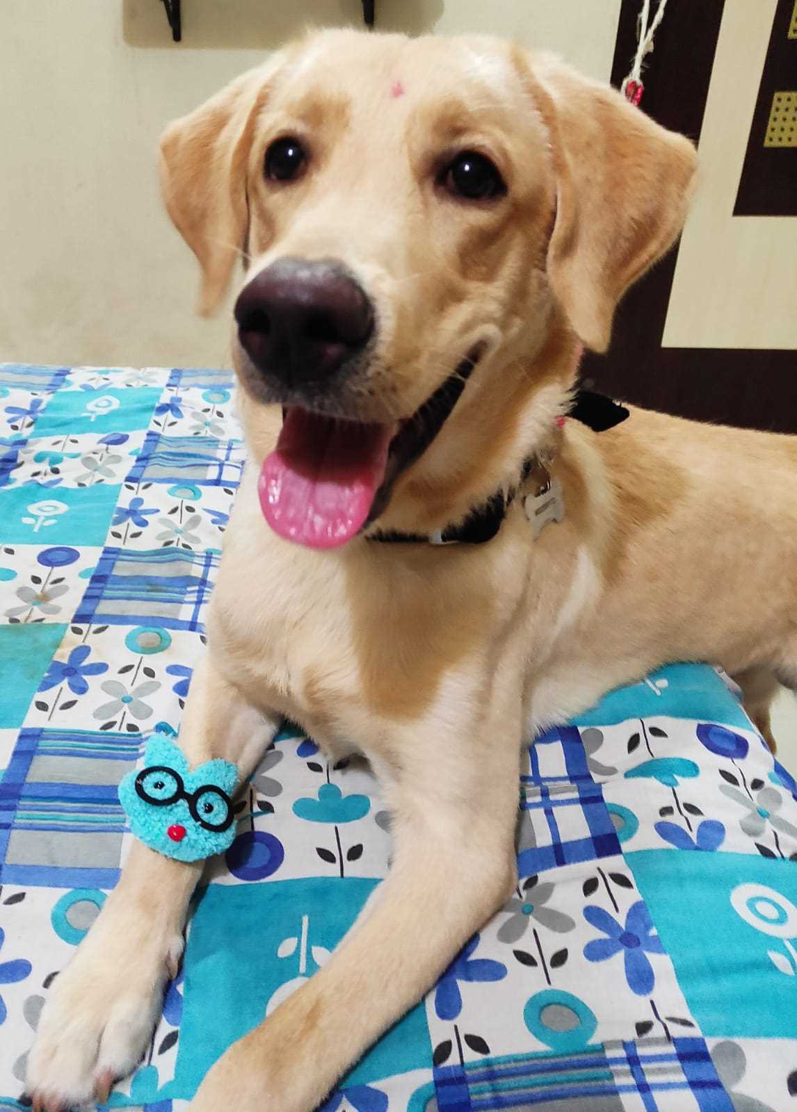 Labrador Retriever Dogs For Mating In Mumbai
