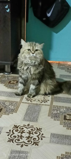 Persian Dogs For Mating In Mumbai