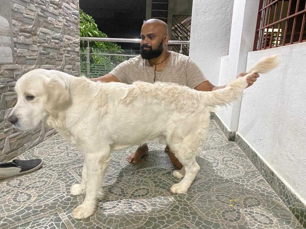Golden Retriever Dogs For Mating In Bangalore