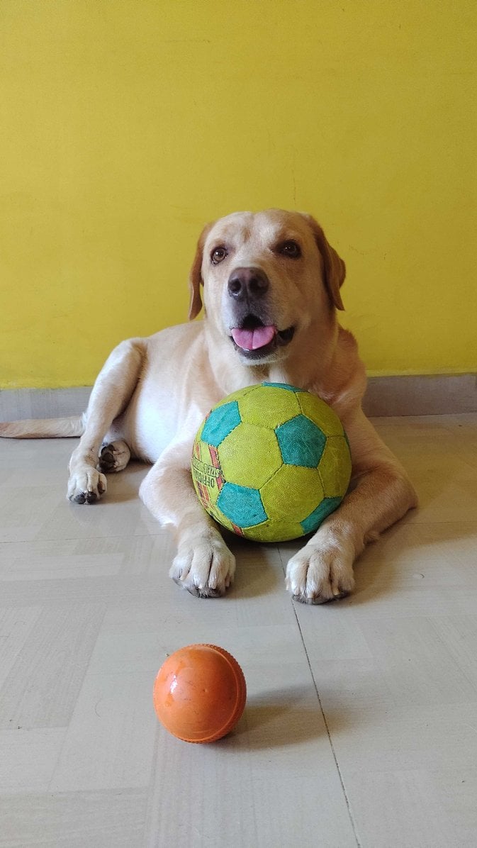 Labrador Retriever Dogs For Mating In Chennai