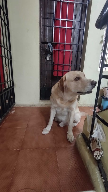 Labrador Retriever Dogs For Mating In Chennai