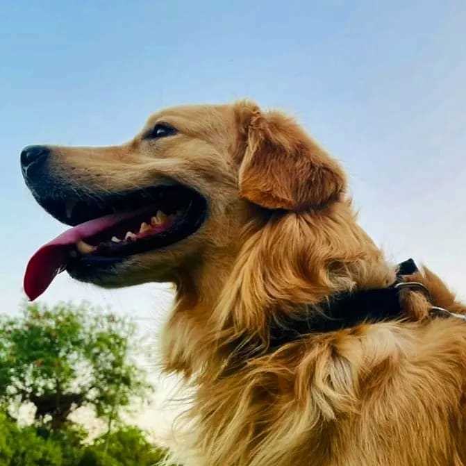 Golden Retriever Dogs For Mating In Mandi HP