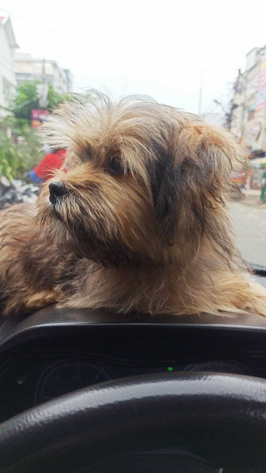 Lhasa Apso Dogs For Mating In Angul