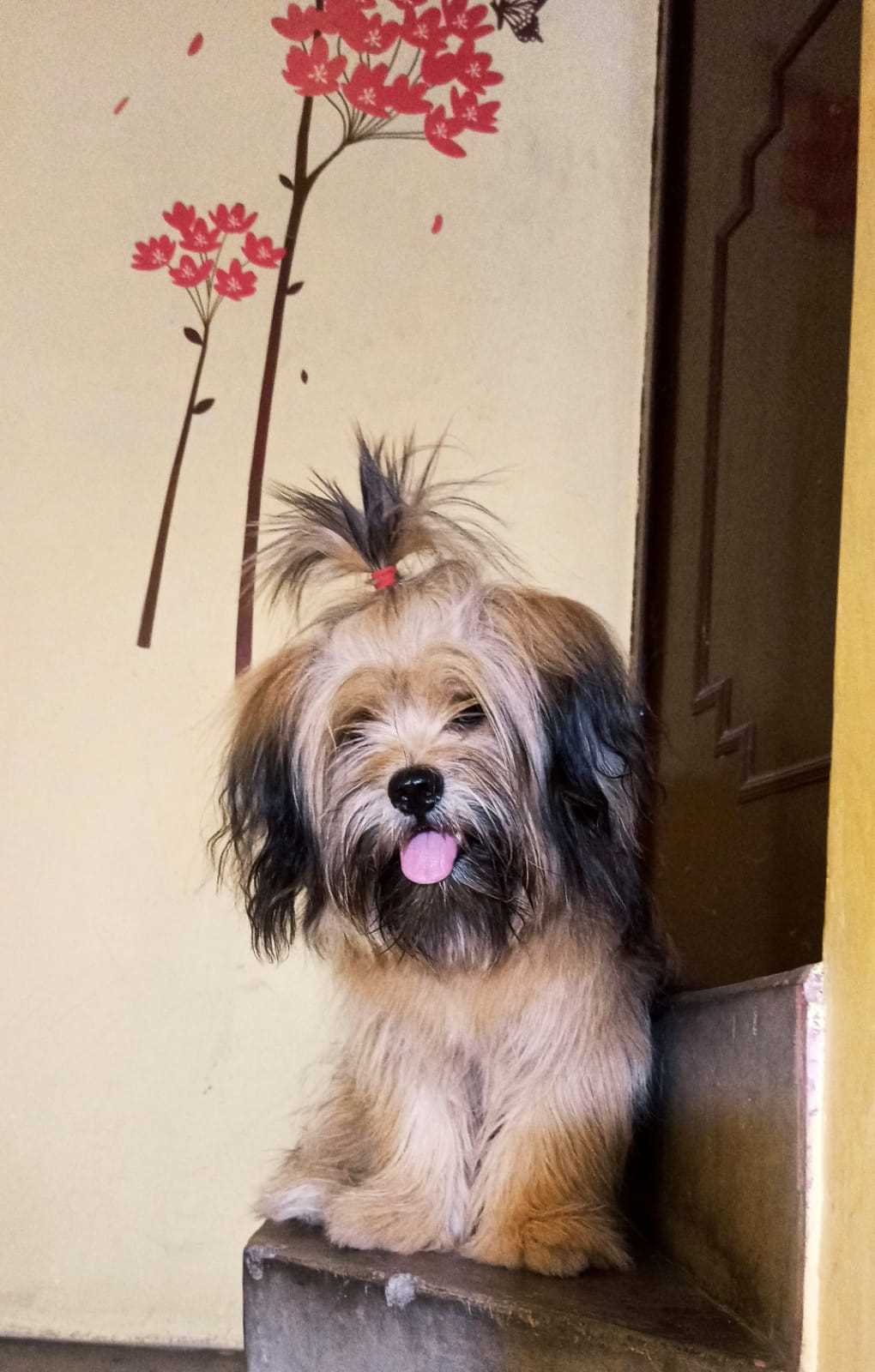 Lhasa Apso Dogs For Mating In Angul