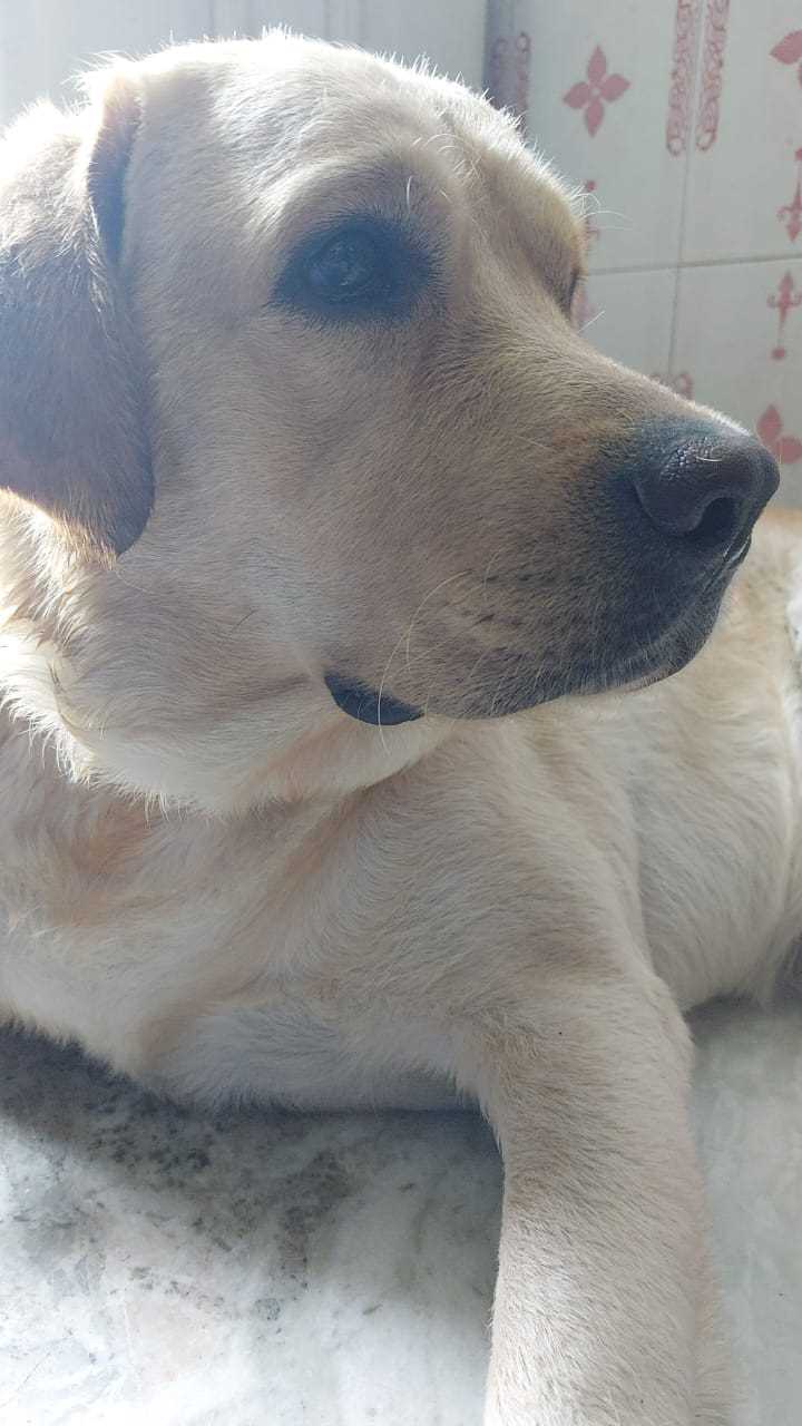 Labrador Retriever Dogs For Mating In Delhi