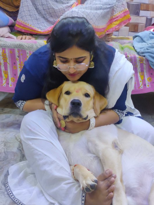 Labrador Retriever Dogs For Mating In Delhi