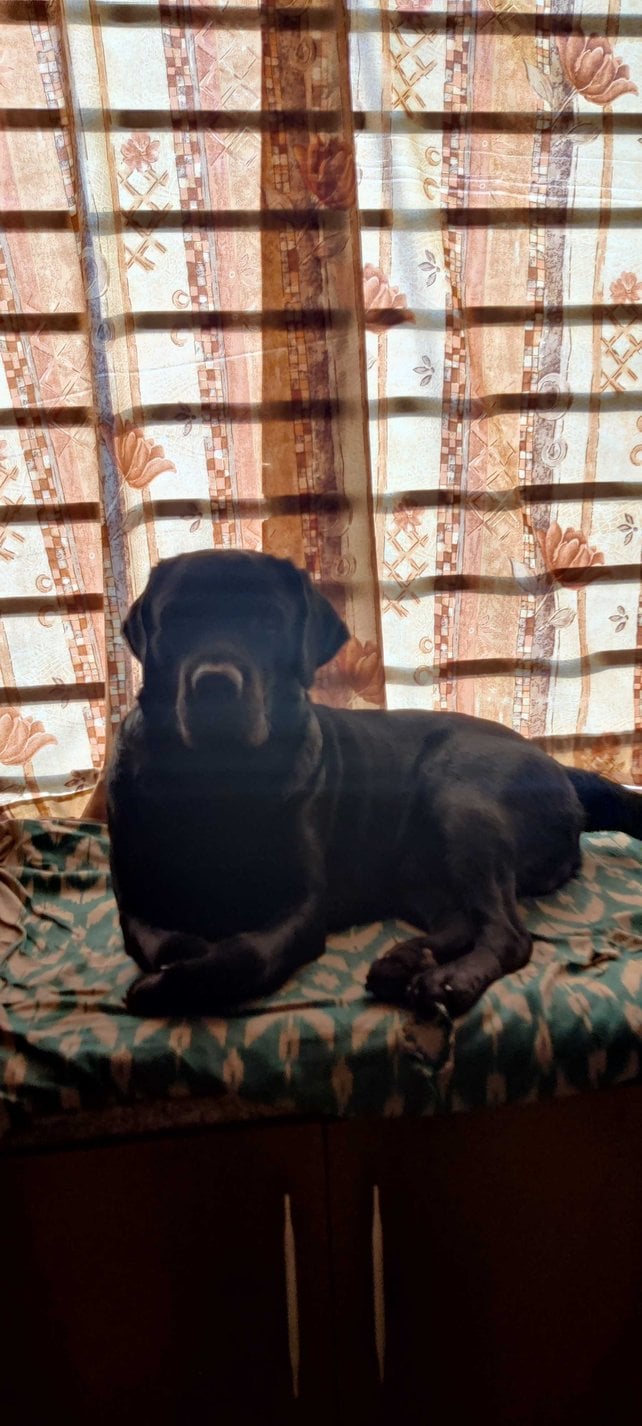 Labrador Retriever Dogs For Mating In Vizag