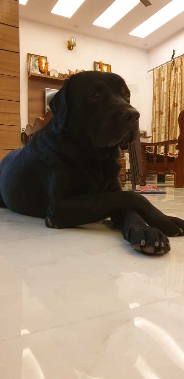 Labrador Retriever Dogs For Mating In Vizag