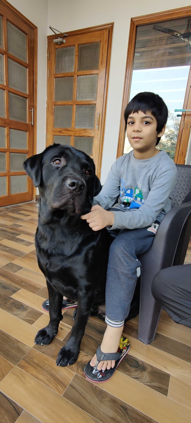 Labrador Retriever Dogs For Mating In Vizag