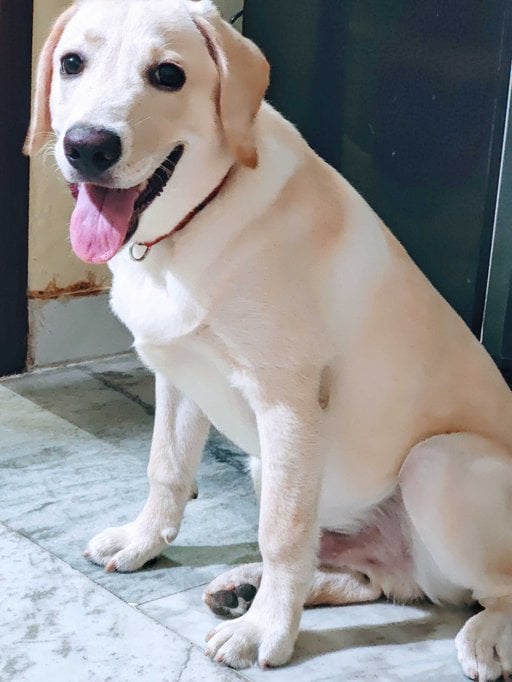 Labrador Retriever Dogs For Mating In Chennai