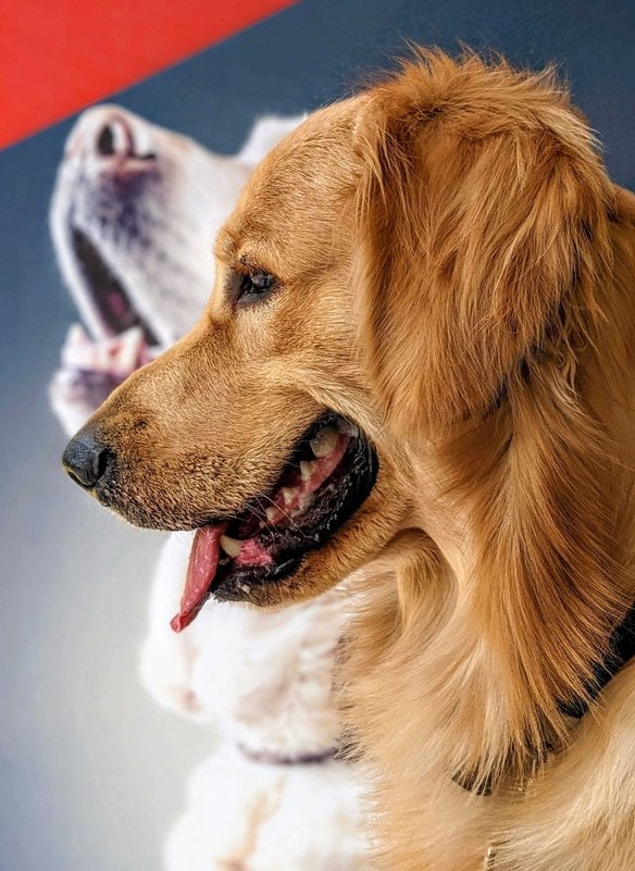 Golden Retriever Dogs For Mating In Kozhikode