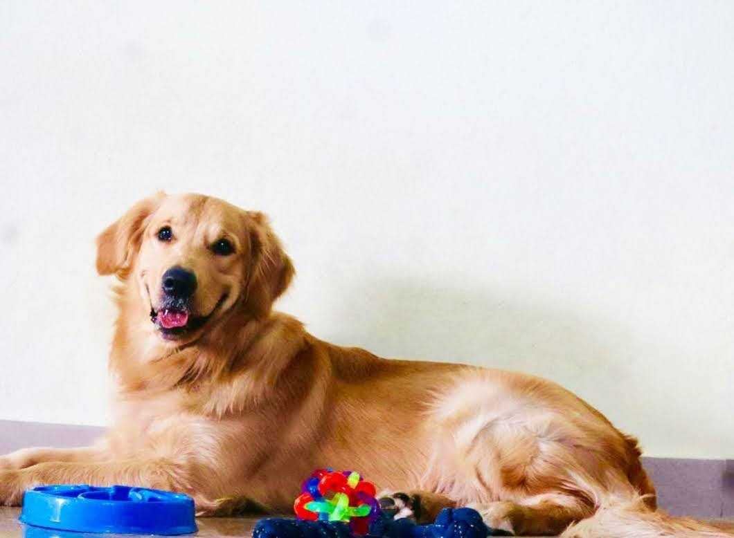 Golden Retriever Dogs For Mating In Kozhikode