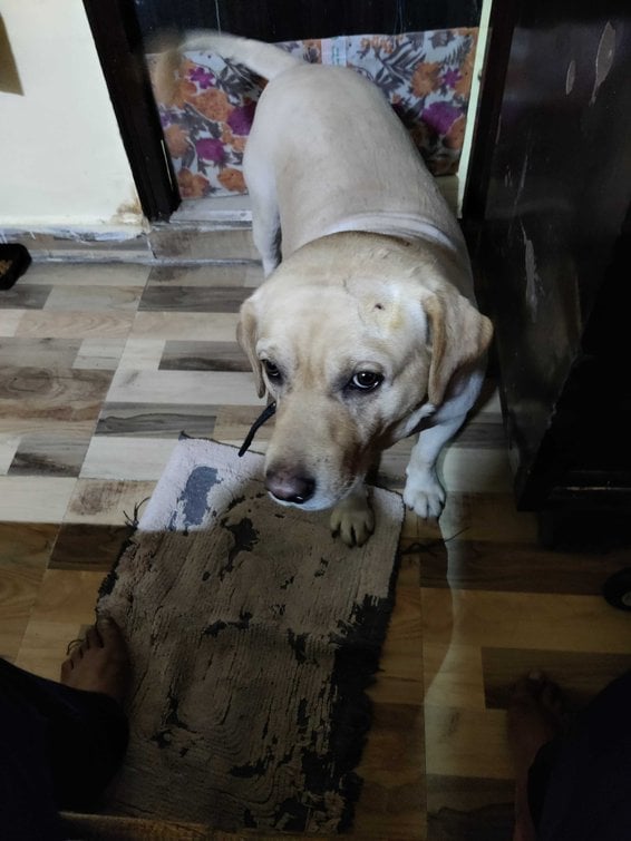 Labrador Retriever Dogs For Mating In Gangtok