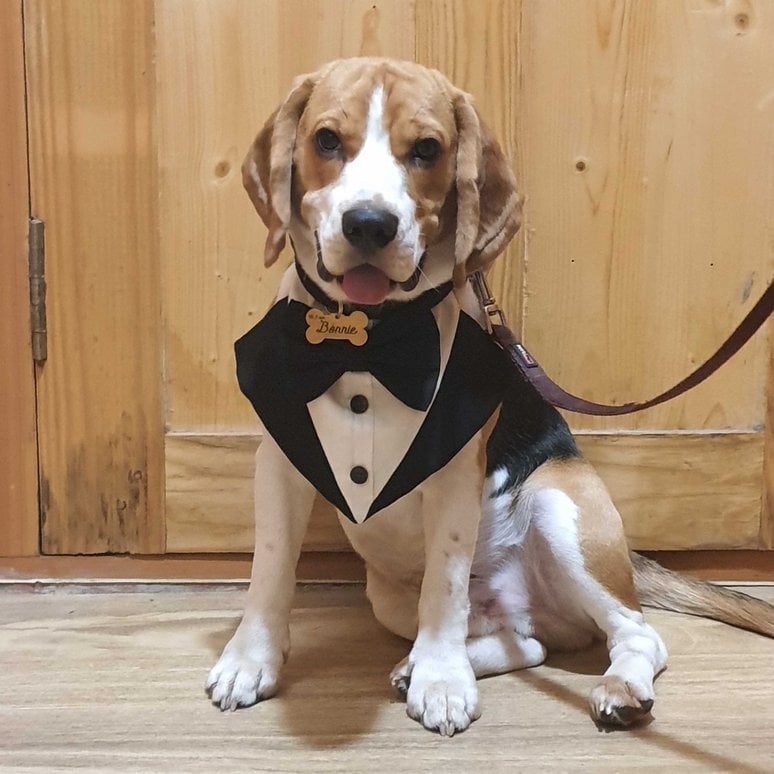 Beagle Dogs For Mating In Pune