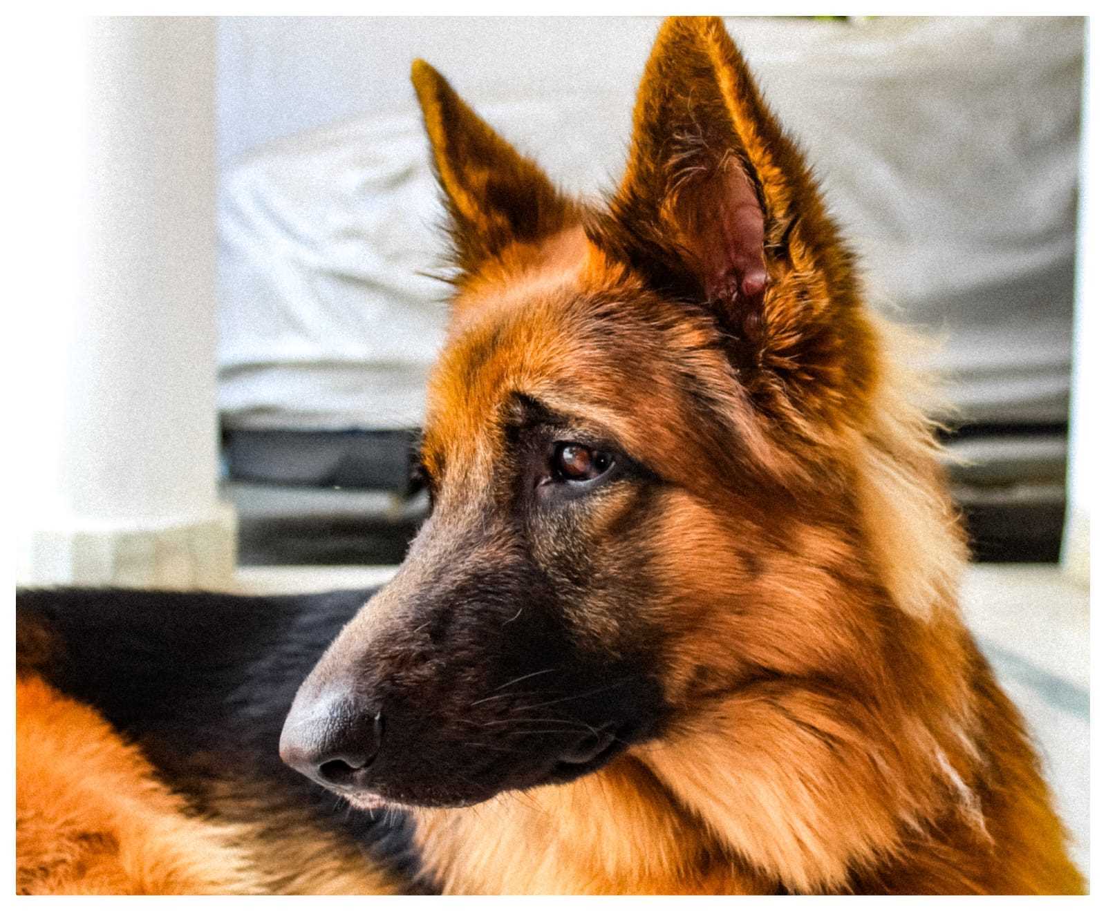 German Shepherd Dogs For Mating In Noida