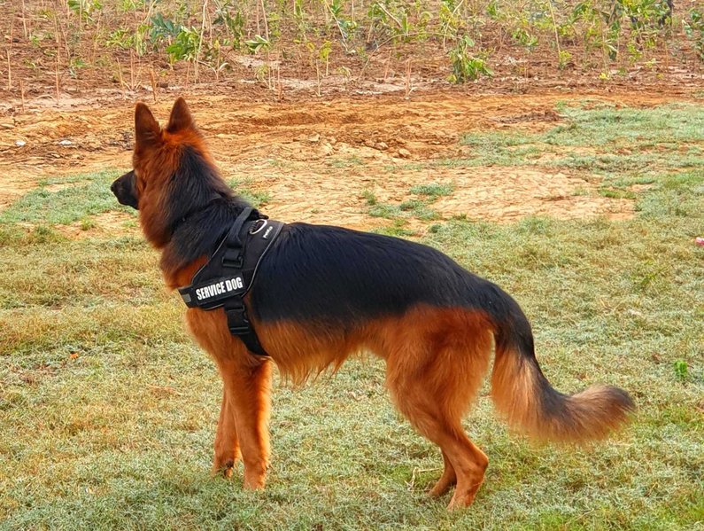 German Shepherd Dogs For Mating In Noida