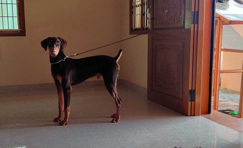 American Doberman Dogs For Mating In Bangalore