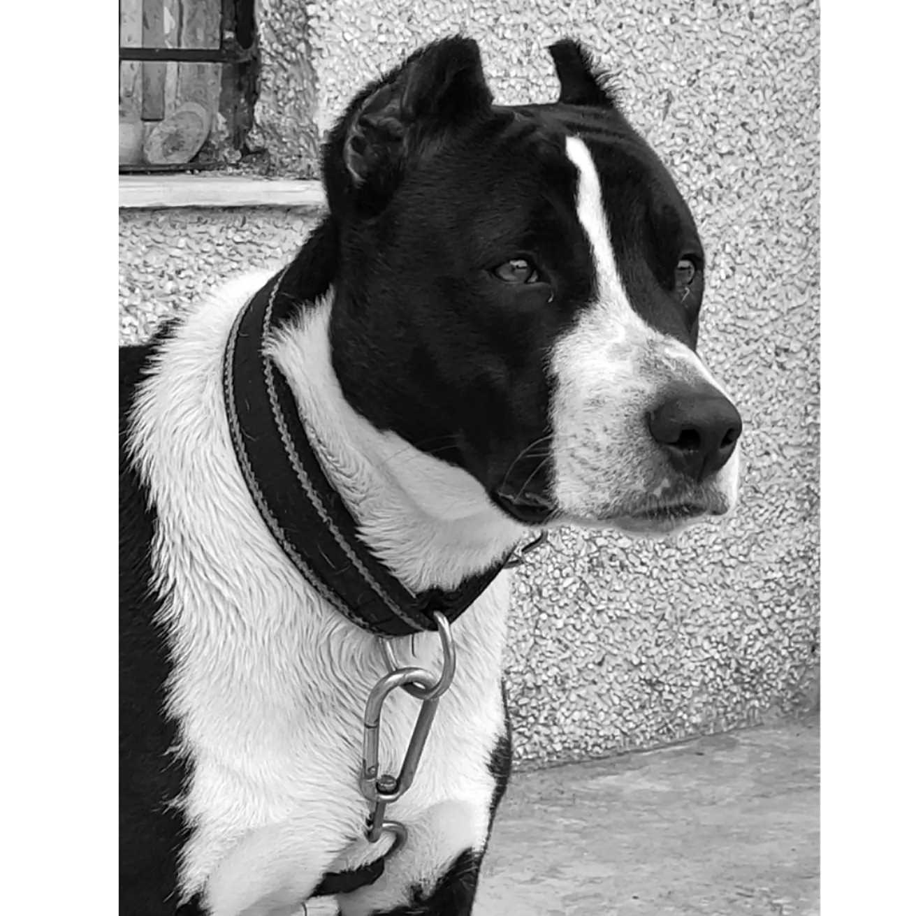 American Pit Bull Terrier Dogs For Mating In Delhi