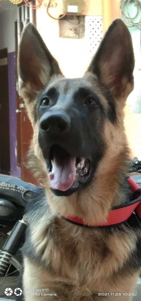 German Shepherd Dogs For Mating In Jaipur