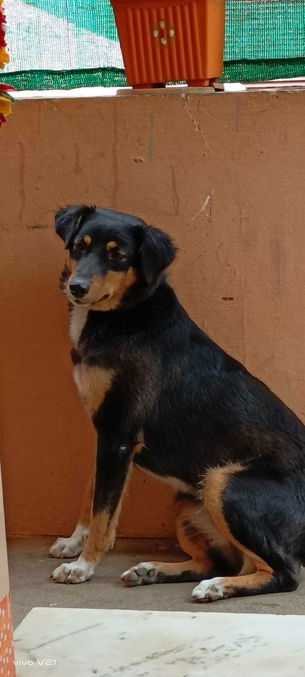 English Shepherd Dogs For Mating In Mysore