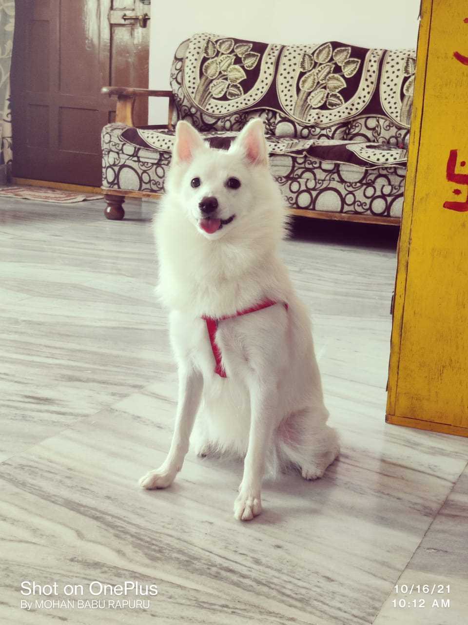 Pomeranian Dogs For Mating In Hyderabad