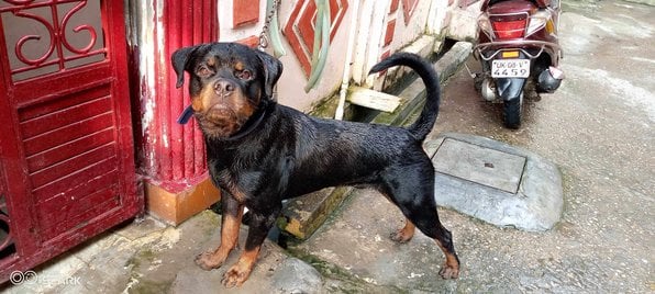 Rottweiler Dogs For Mating In Chennai
