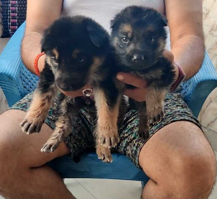 German Shepherd For Sale In Jodhpur