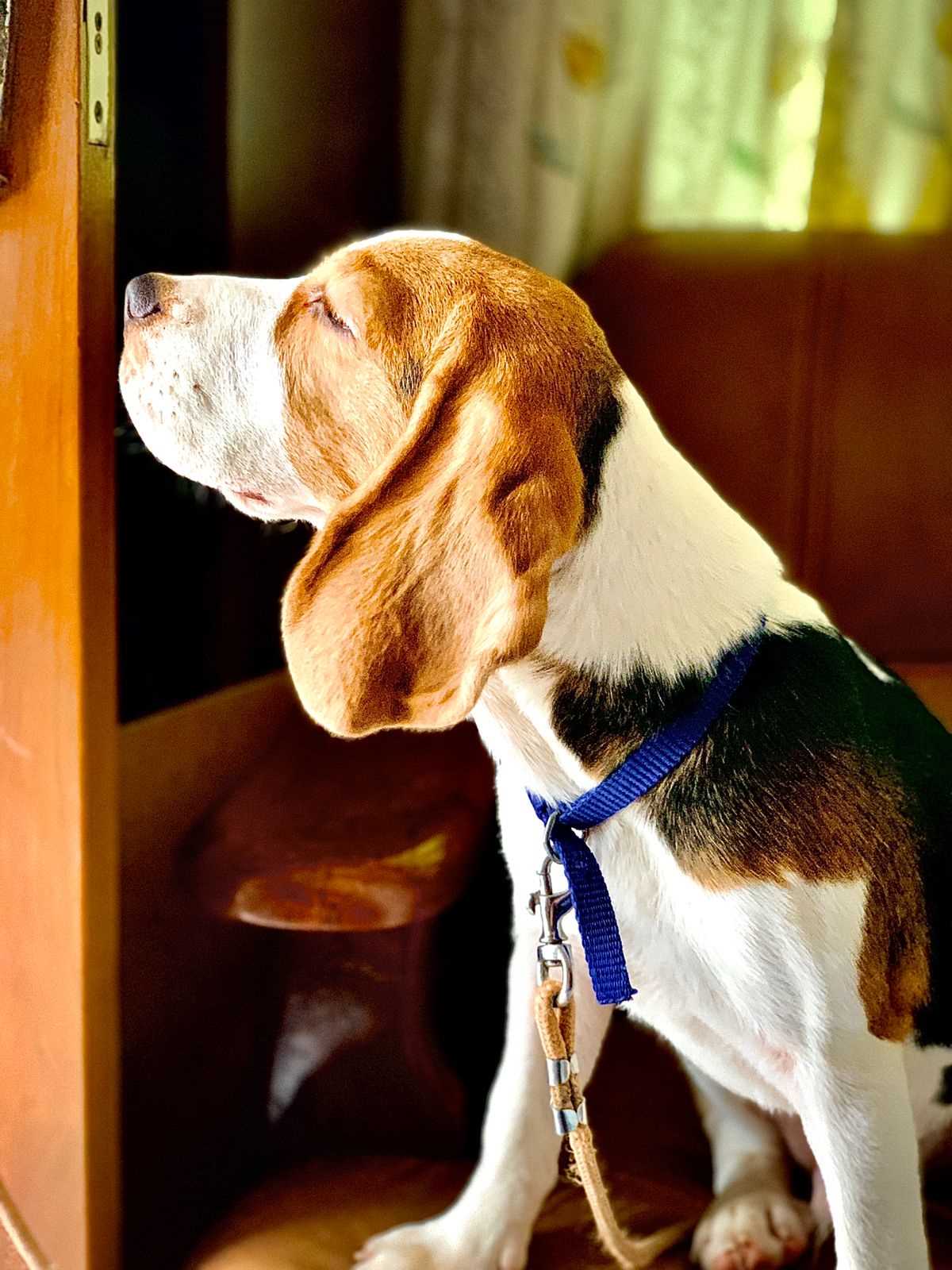 Beagle Dogs For Mating In Delhi