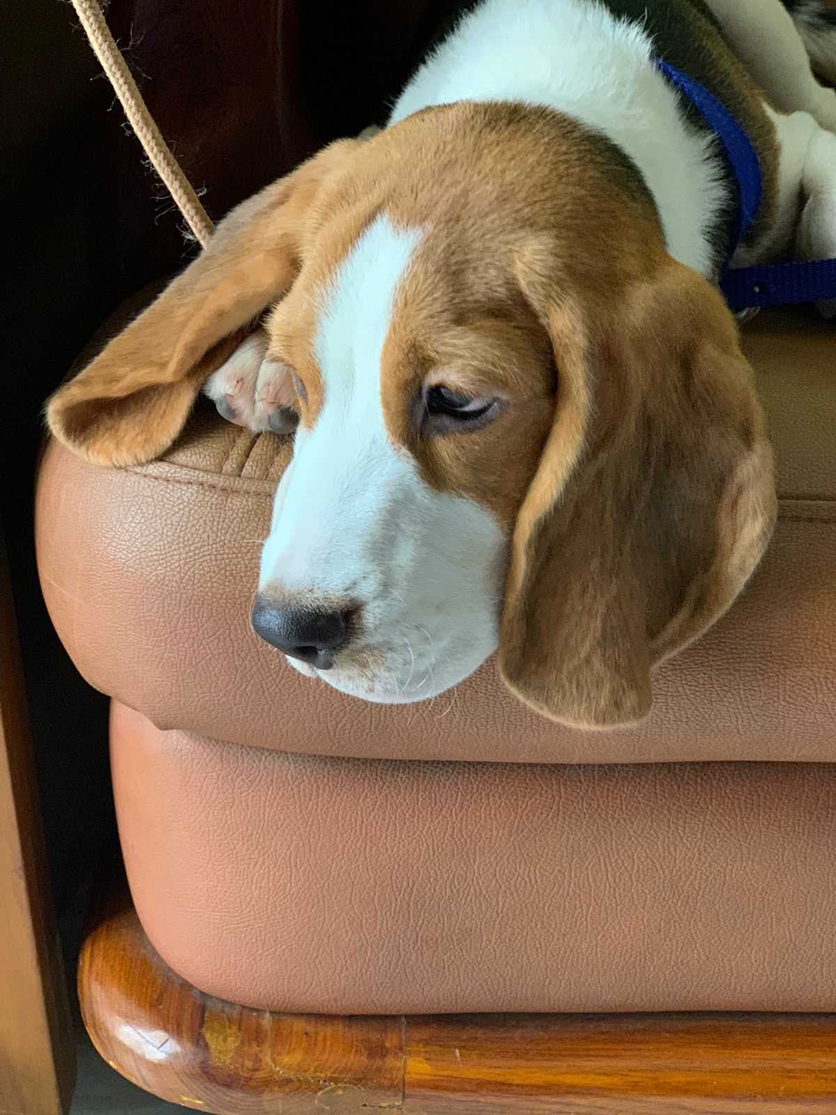 Beagle Dogs For Mating In Delhi