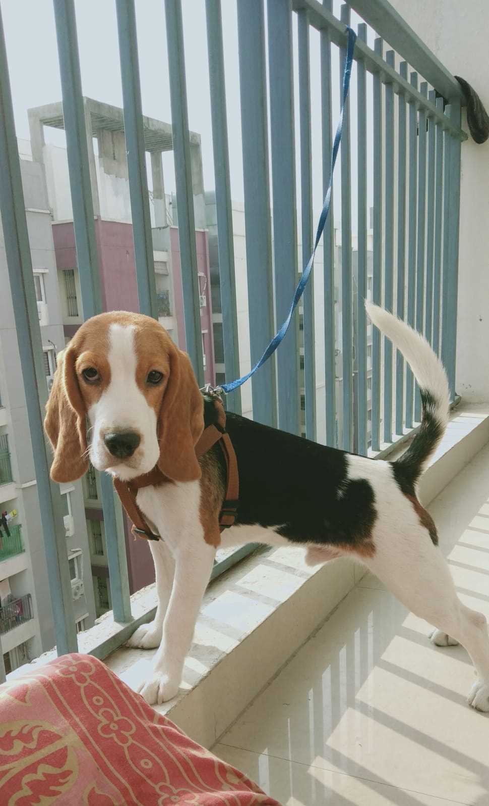 Beagle Dogs For Mating In Delhi