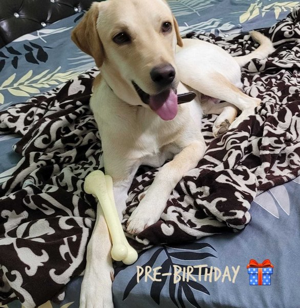 Labrador Retriever Dogs For Mating In Eluru