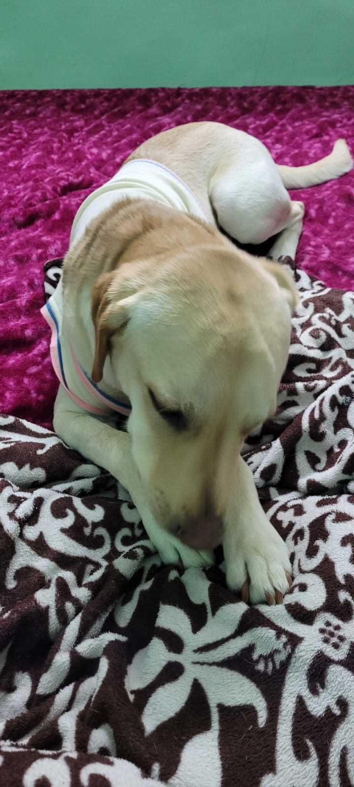 Labrador Retriever Dogs For Mating In Eluru