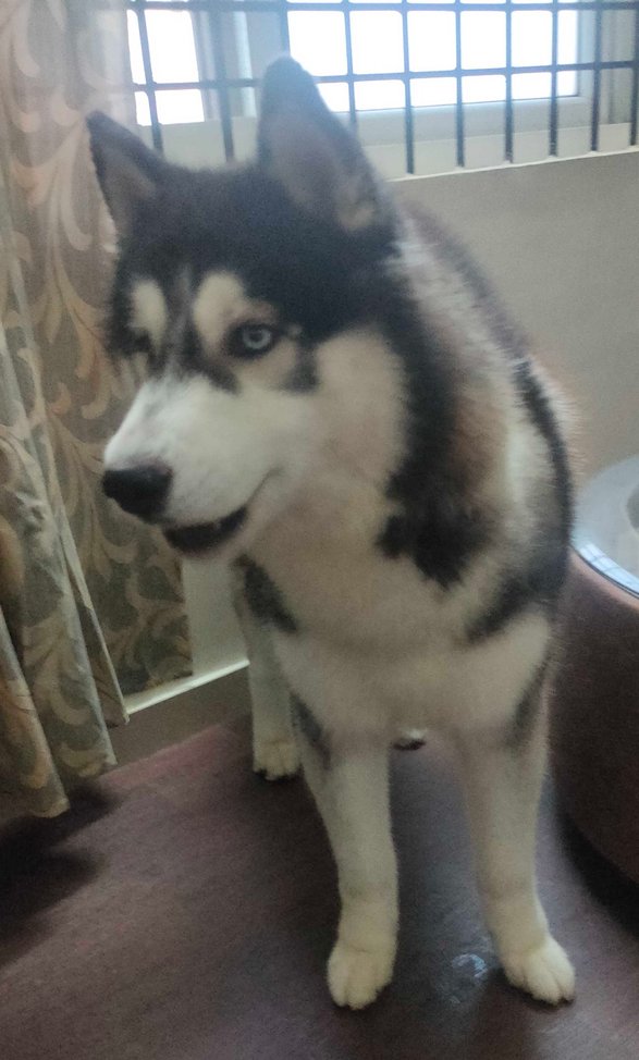 Siberian Husky Dogs For Mating In Lucknow