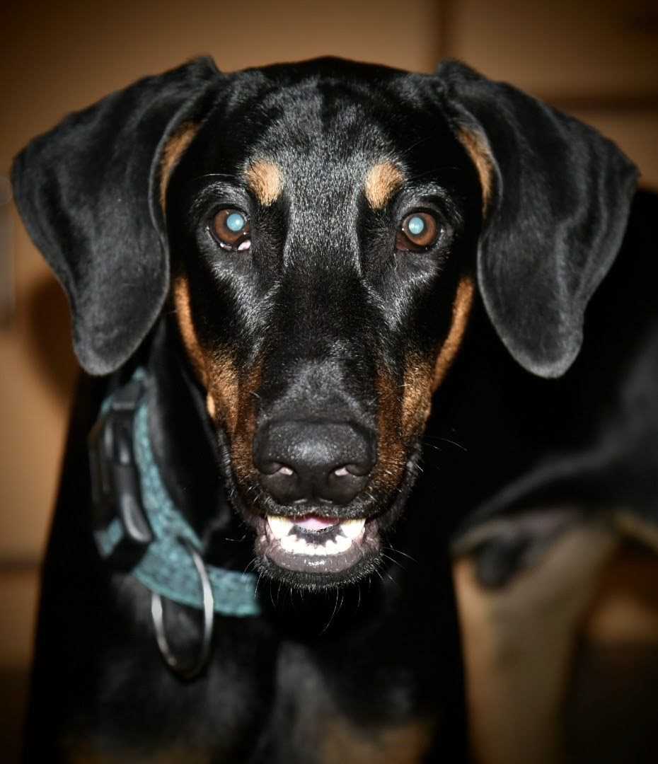 Doberman Dogs For Mating In Delhi