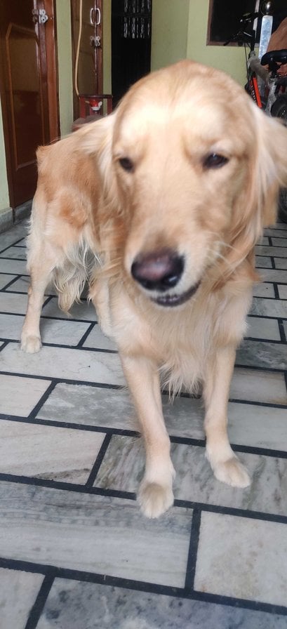 Golden Retriever Dogs For Mating In Gurgaon