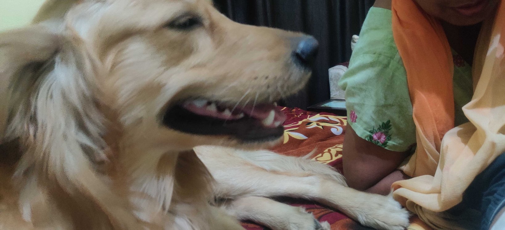 Golden Retriever Dogs For Mating In Gurgaon