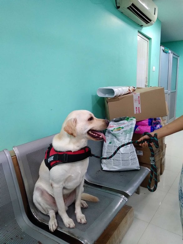 Labrador Retriever Dogs For Mating In Kollam