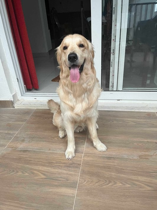Golden Retriever Dogs For Mating In Kozhikode