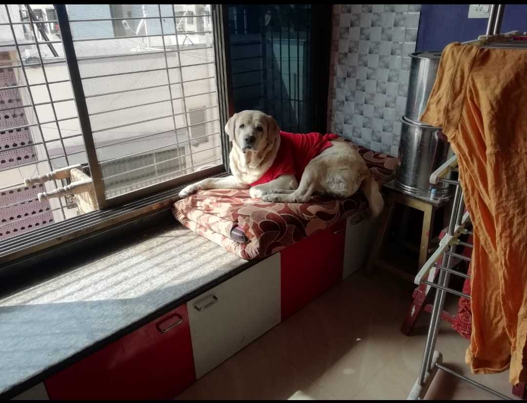 Labrador Retriever Dogs For Mating In Delhi