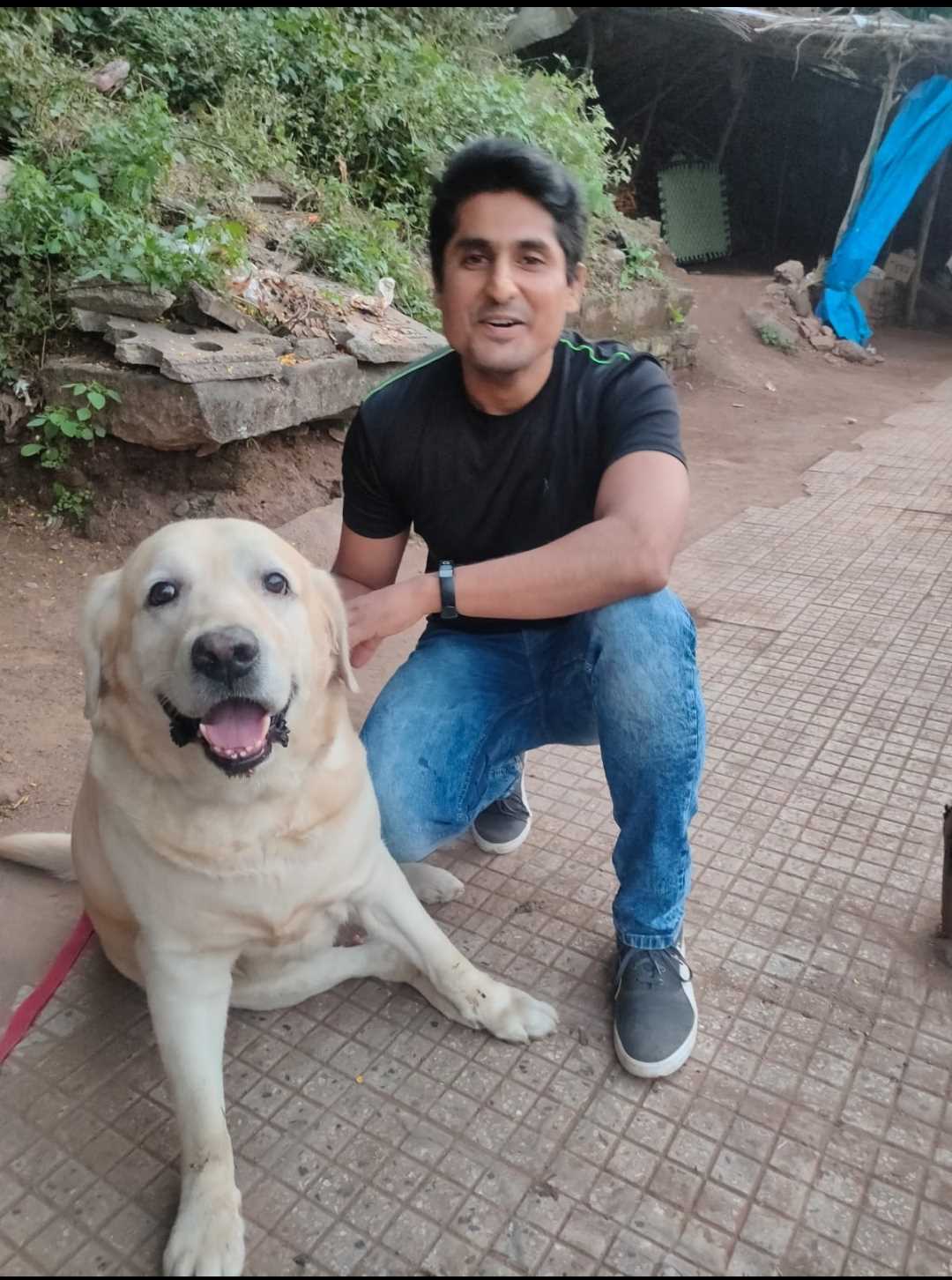 Labrador Retriever Dogs For Mating In Delhi